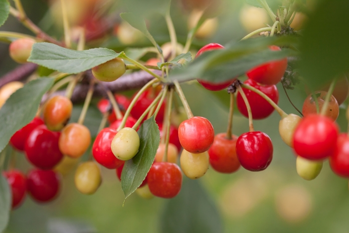 Sweet Cherry Pie™ Cherry - Prunus Eubank from Green Barn Garden Center
