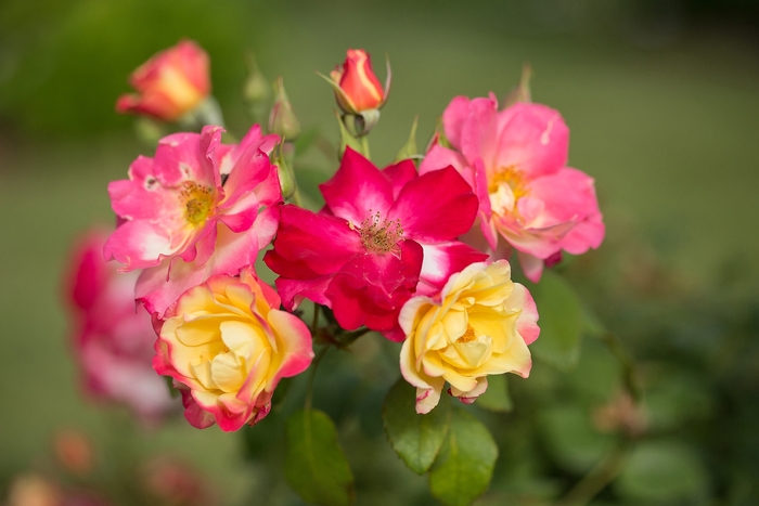 Campfire Rose - Rosa 'Campfire' from Green Barn Garden Center