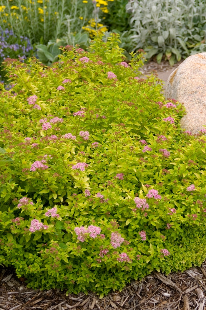 Sundrop™ Spirea - Spiraea x 'Bailcarol' from Green Barn Garden Center