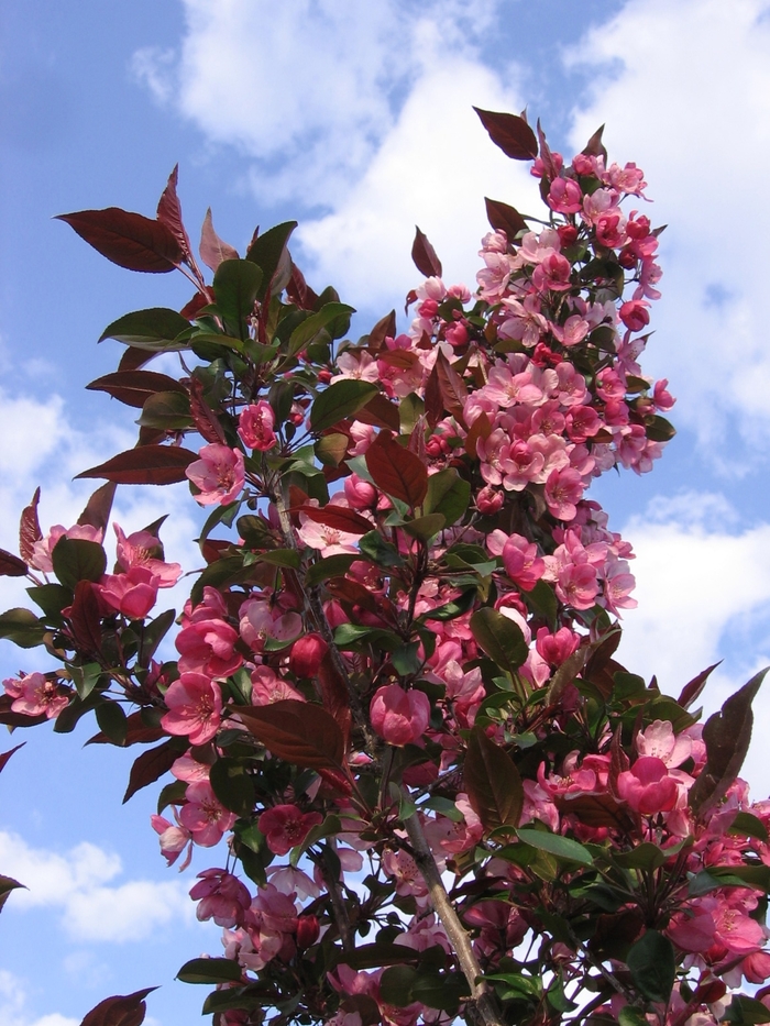 Gladiator™ Crabapple - Malus x adstringens Durleo from Green Barn Garden Center