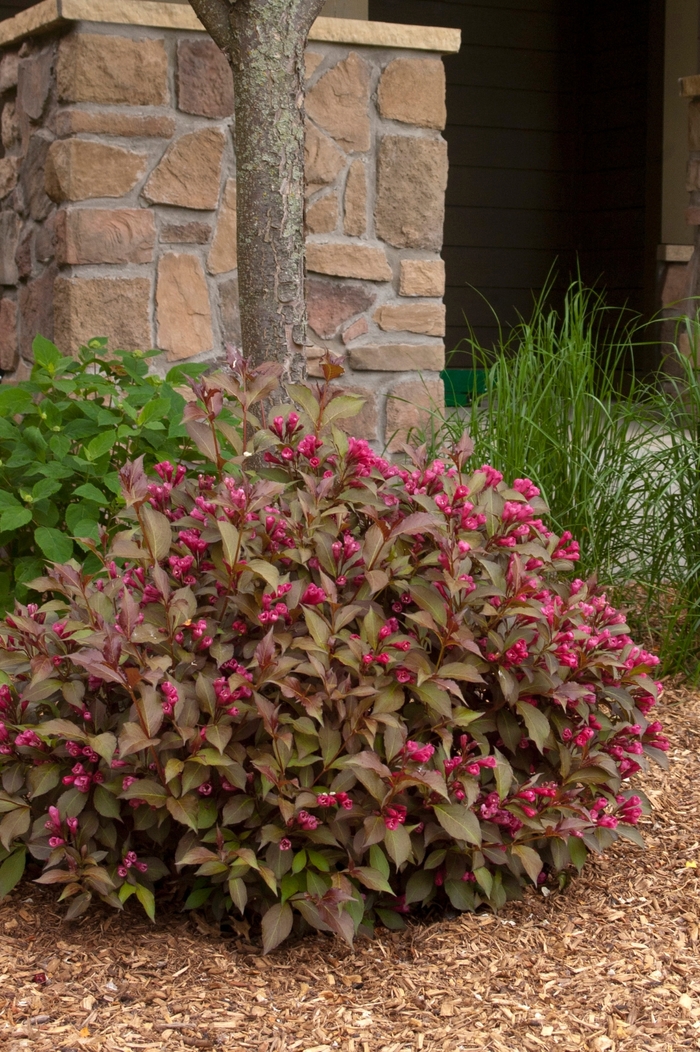 Shining Sensation™ Weigela - Weigela florida 'Shining Sensation' from Green Barn Garden Center