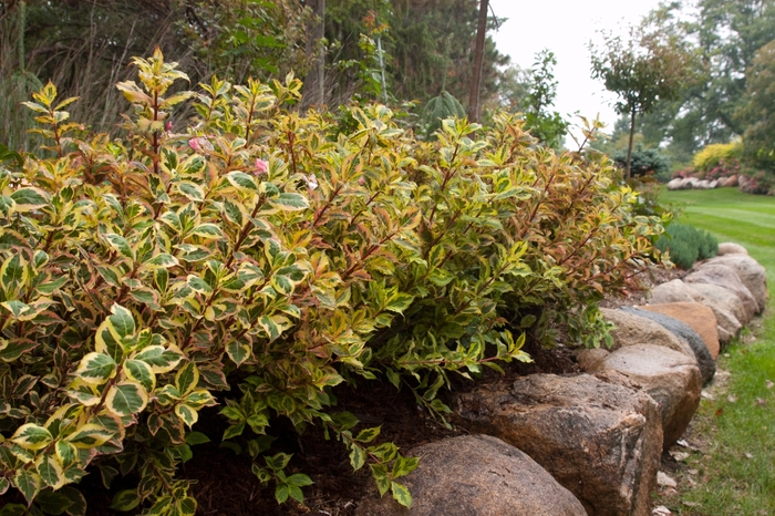 Rainbow Sensation™ Weigela - Weigela florida 'Rainbow Sensation' from Green Barn Garden Center