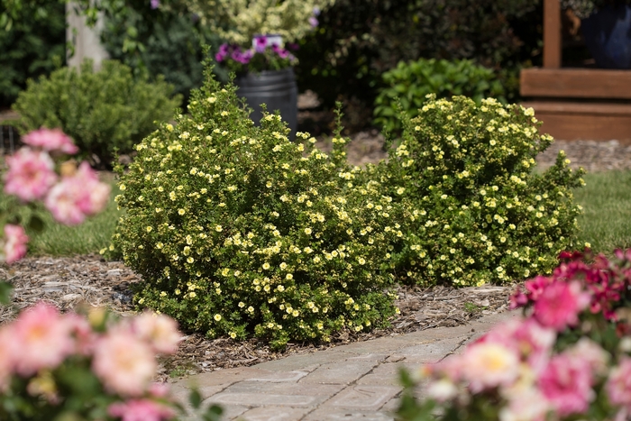 Potentilla - Potentilla fruticosa Lemon Meringue™ from Green Barn Garden Center