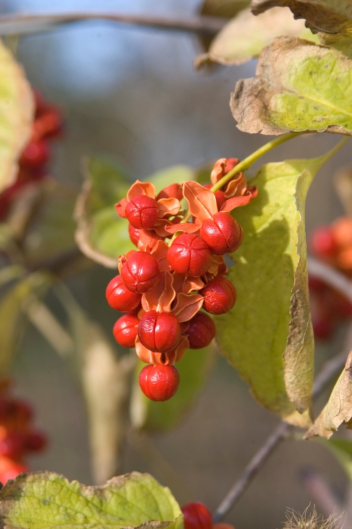 Autumn Revolution™ Bittersweet - Celastrus scandens 'Bailumn' from Green Barn Garden Center