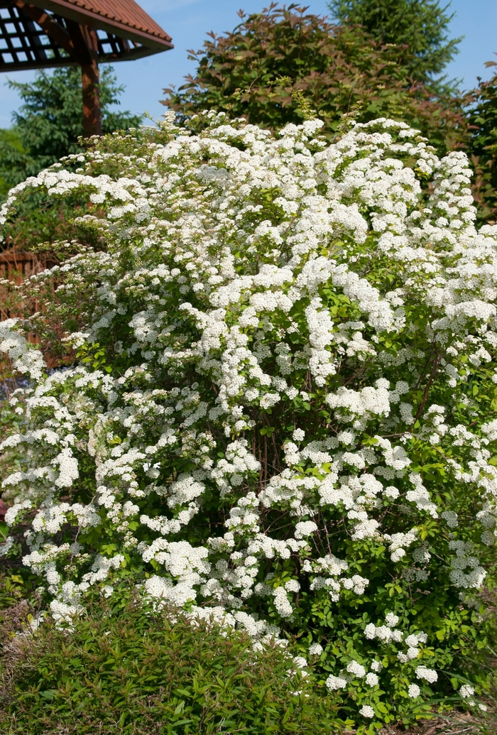 Spiraea X Vanhouttei 'Gold Fountain' In The Spiraeas Database