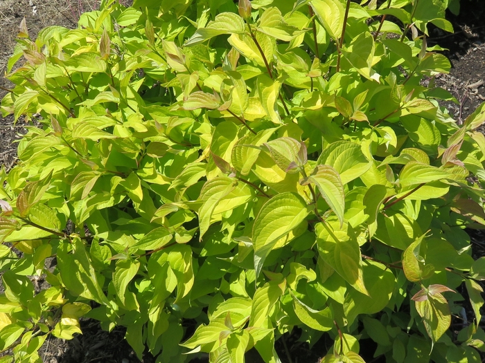 Neon Burst™ - Cornus alba ByBoughen from Green Barn Garden Center