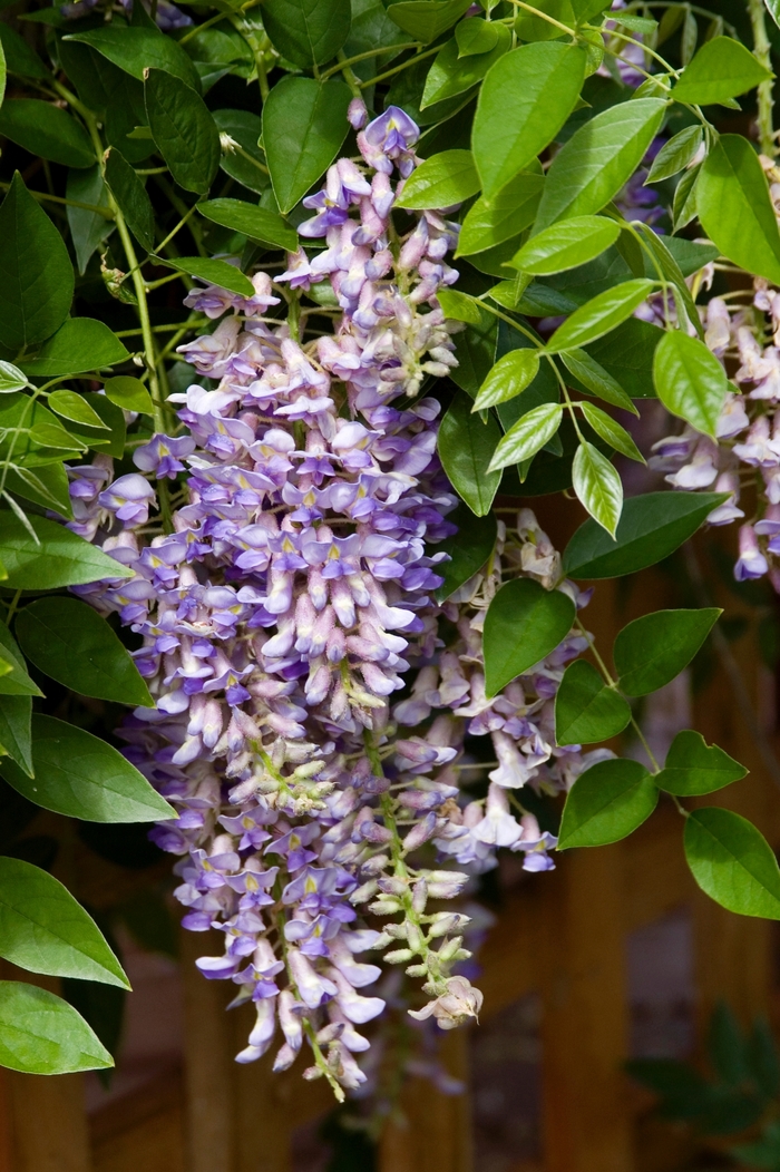 Summer Cascade™ Wisteria - Wisteria macrostachya Betty Matthews from Green Barn Garden Center