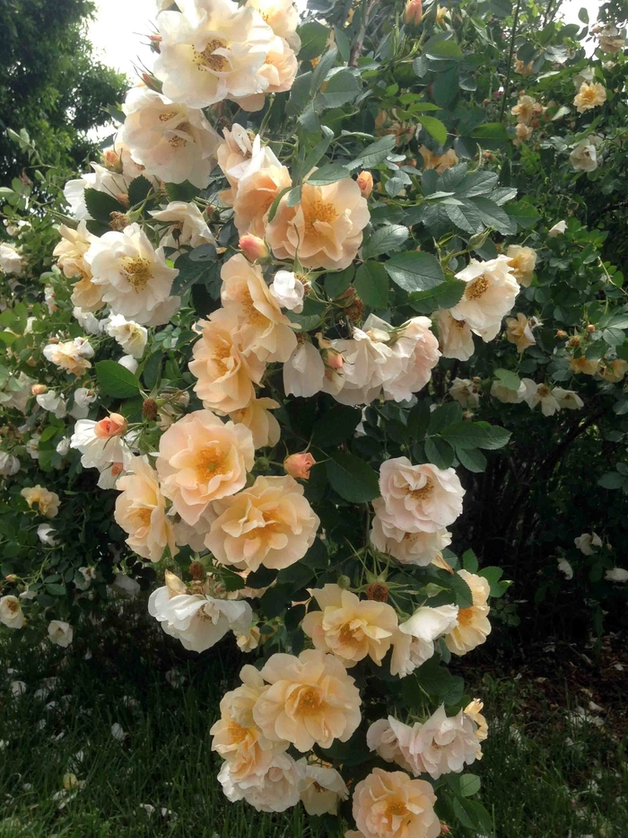 Above and Beyond Rose - Rosa 'Above and Beyond' from Green Barn Garden Center