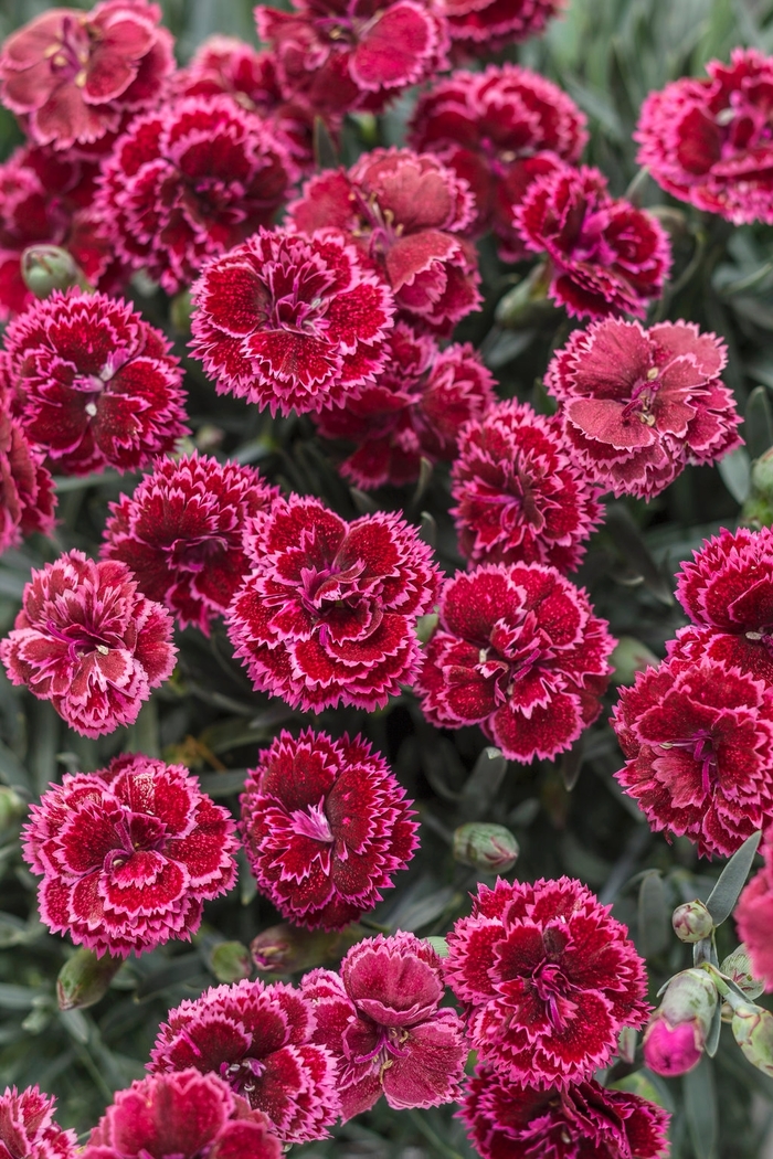 Fruit Punch® - Dianthus hybrid ''Black Cherry Frost'' from Green Barn Garden Center