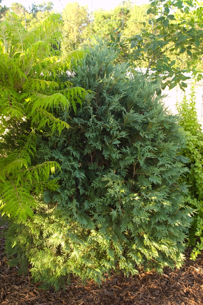 Arborvitae - Thuja occidentalis 'Technito' from Green Barn Garden Center