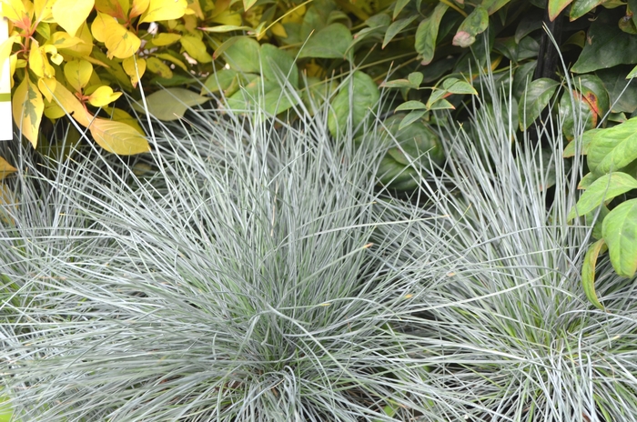 Blue Fescue - Festuca glauca 'Beyond Blue' from Green Barn Garden Center