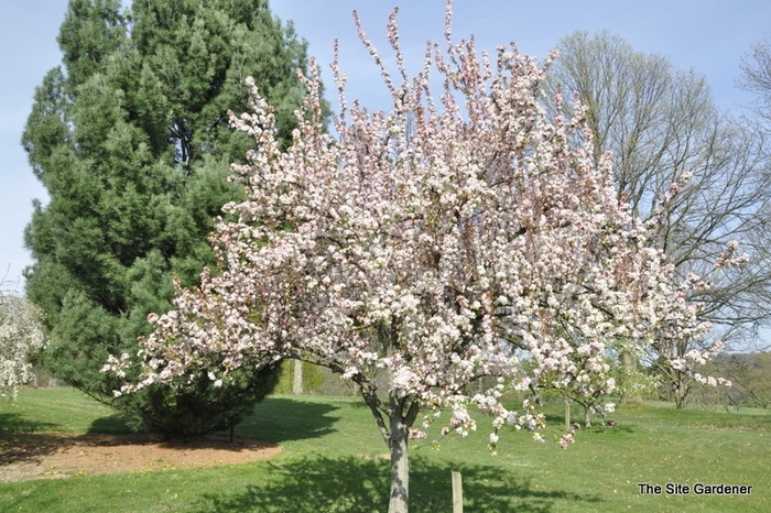 Red Jewel Crabapple - Malus 'Red Jewel' from Green Barn Garden Center