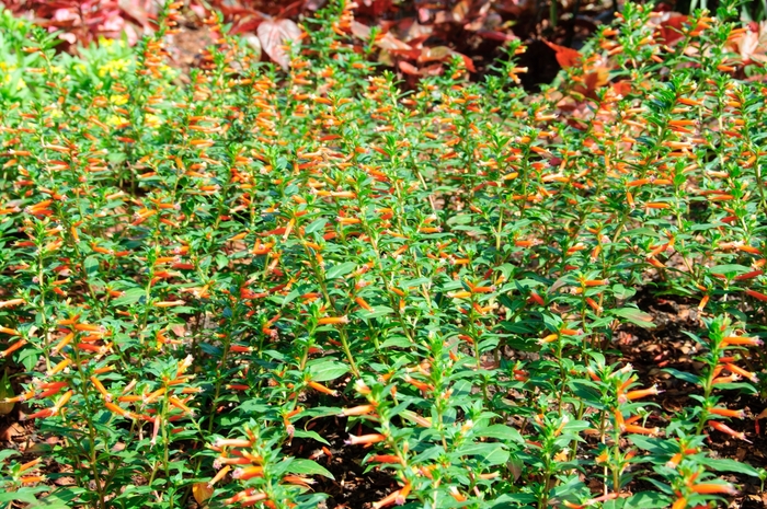 Large Firecracker Plant - Cuphea hybrid 'Vermillionaire™' from Green Barn Garden Center