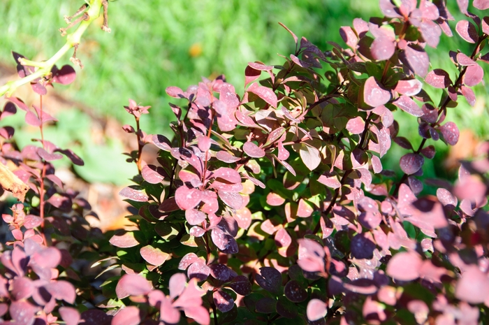 Barberry - Berberis thunbergii 'Orange Rocket' from Green Barn Garden Center