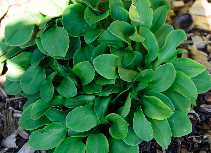 Hosta Blue Mouse Ears - Hosta 'Blue Mouse Ears' from Green Barn Garden Center