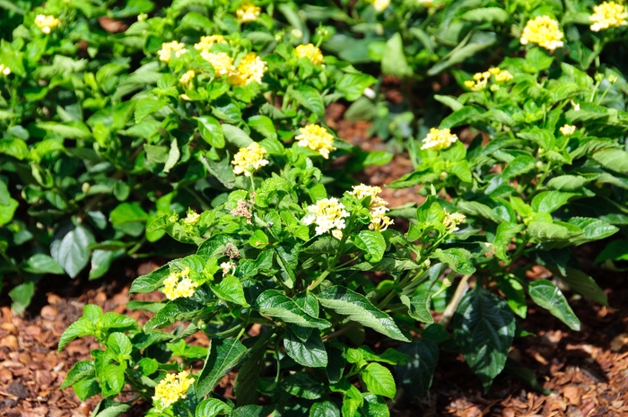 Luscious ® Lantana - Lantana camara 'Bananarama™' from Green Barn Garden Center