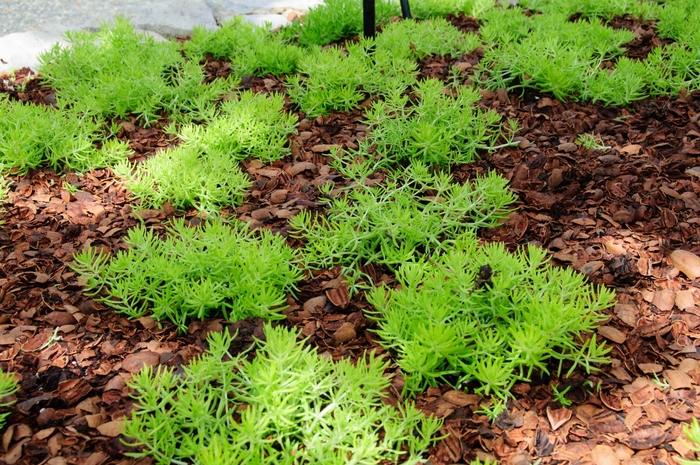 Sedum - Sedum mexicanum 'Lemon Coral™' from Green Barn Garden Center