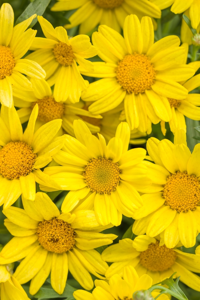 Marguerite Daisy - Argyranthemum frutescens 'Golden Butterfly™' from Green Barn Garden Center