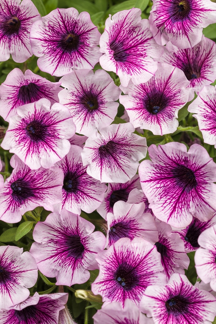 Supertunia® Petunia - Petunia 'Mulberry Charm' from Green Barn Garden Center