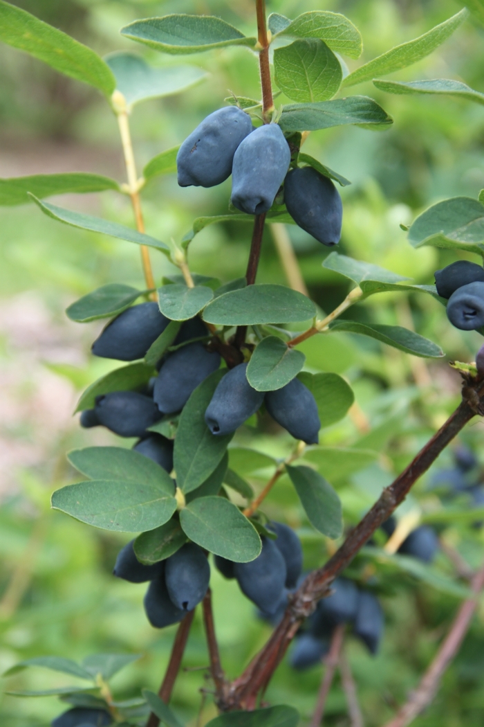 Japanese Haskap - Lonicera caerulea 'Yezberry Honey Bunch' from Green Barn Garden Center