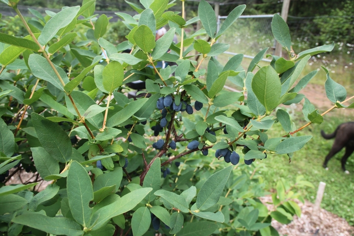 Japanese Haskap - Lonicera caerulea 'Yezberry Sugar Pie' from Green Barn Garden Center