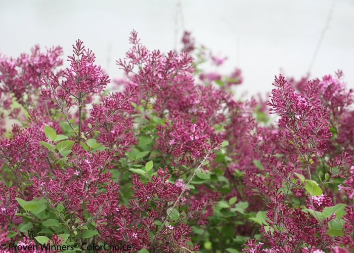 Reblooming Lilac - Syringa x 'Bloomerang Dark Purple' from Green Barn Garden Center