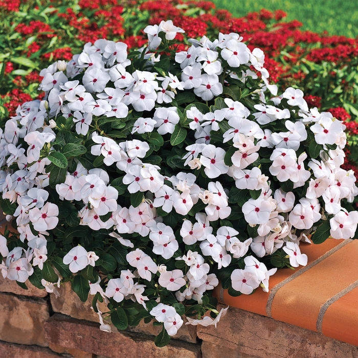 Annual Vinca; Periwinkle - Catharanthus roseus 'Cora Cascade Polka Dot' from Green Barn Garden Center