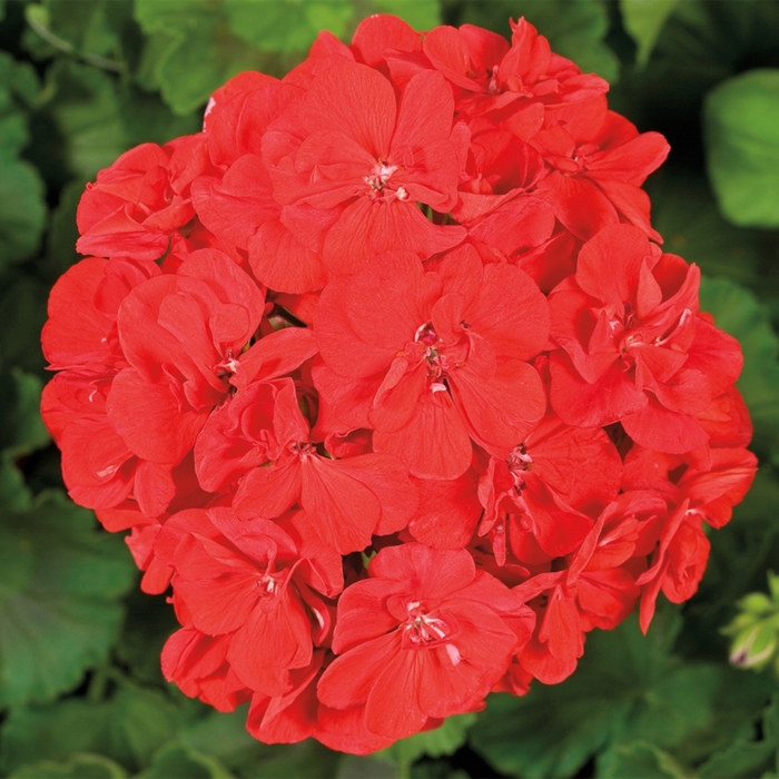 Zonal Geranium - Pelargonium x hortorum 'Tango™ Tango' from Green Barn Garden Center