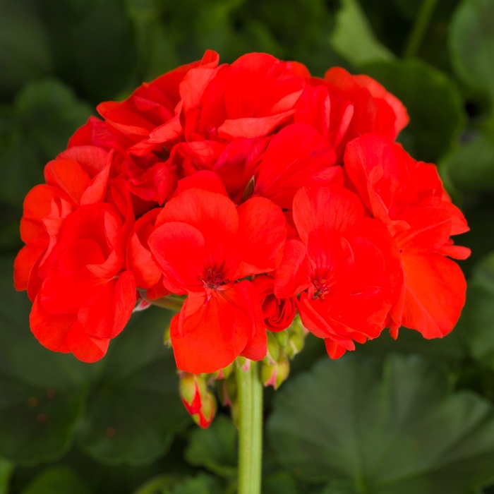 Zonal Geranium - Pelargonium x hortorum 'Tango™ Orange' from Green Barn Garden Center