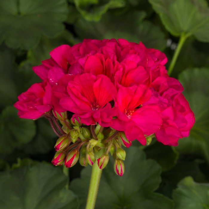 Zonal Geranium - Pelargonium x hortorum 'Tango Neon Purple' from Green Barn Garden Center