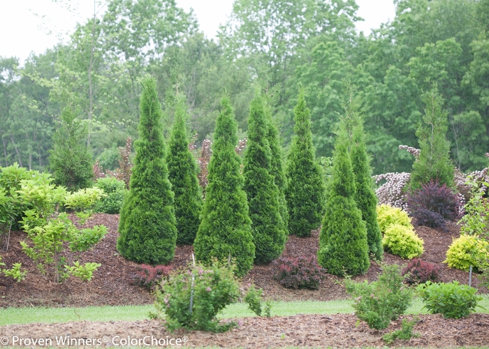 Arborvitae - Thuja occidentalis 'North Pole' from Green Barn Garden Center