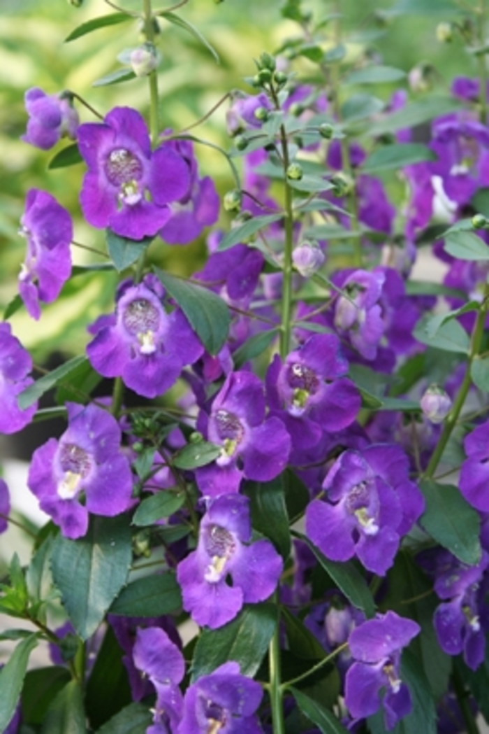 Angelonia 'Angelface™ Blue - Summer Snapdragon from Green Barn Garden Center