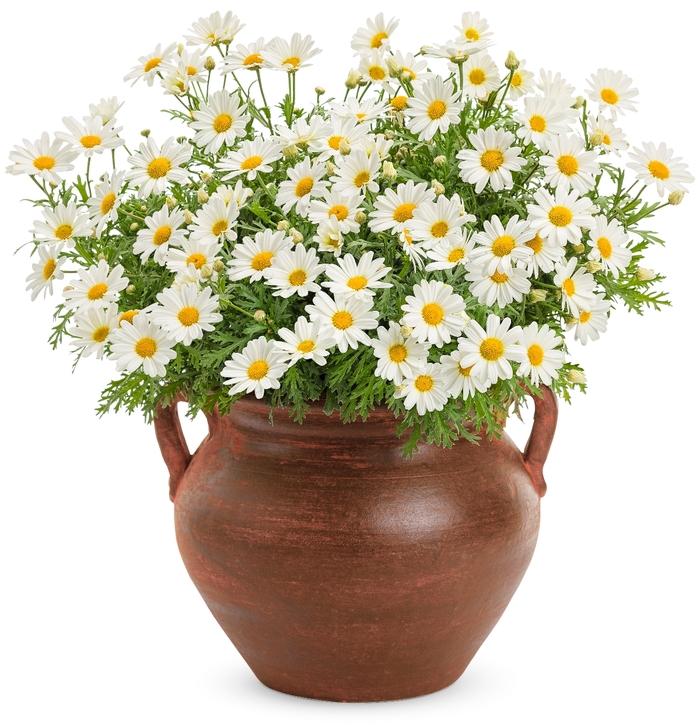 Marguerite Daisy - Argyranthemum 'Pure White Butterfly™' from Green Barn Garden Center