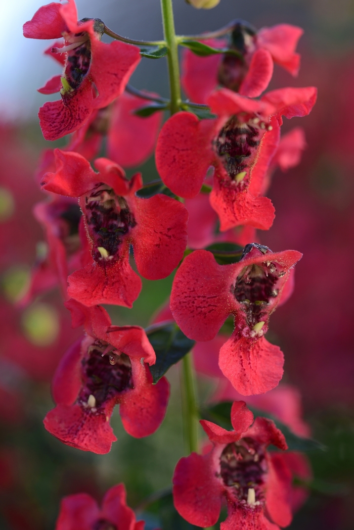 Archangel™ Cherry Red - Angelonia angustifolia from Green Barn Garden Center