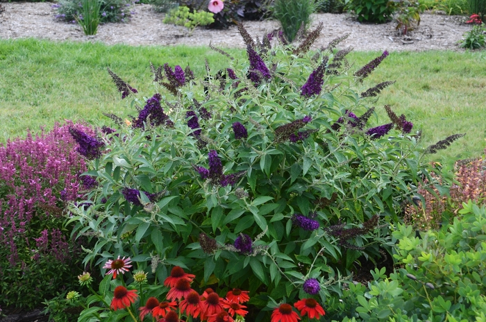 Monarch® Dark Dynasty Butterfly Bush - Buddleia davidii from Green Barn Garden Center