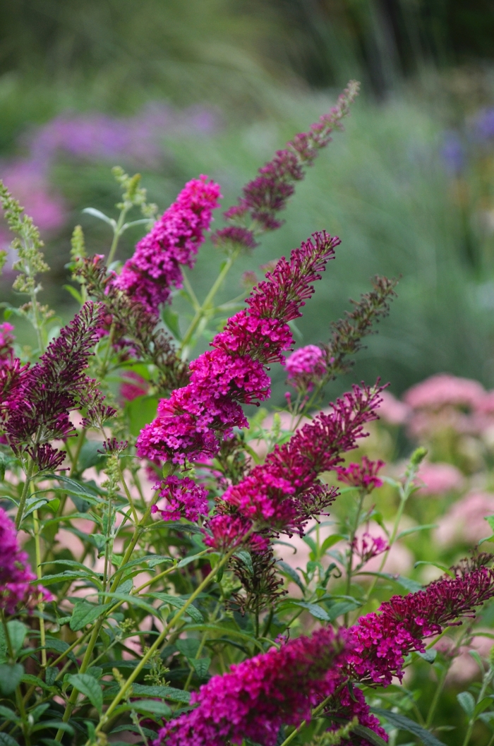 Monarch® Queen of Hearts Butterfly Bush - Buddleia davidii from Green Barn Garden Center