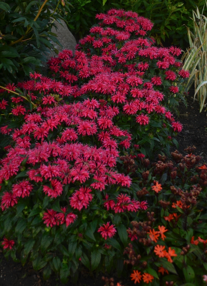 Sugar Buzz® Cherry Pops Bee Balm, Bergamot - Monarda didyma from Green Barn Garden Center