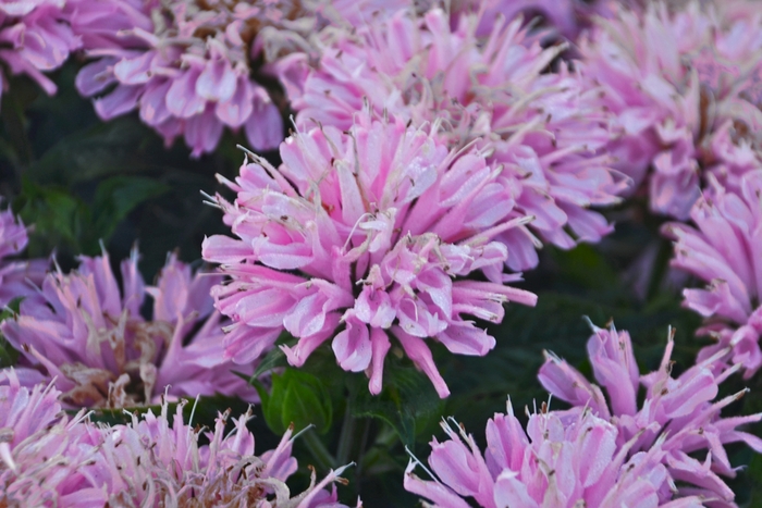 Sugar Buzz® Pink Frosting Bee Balm, Bergamot - Monarda didyma from Green Barn Garden Center