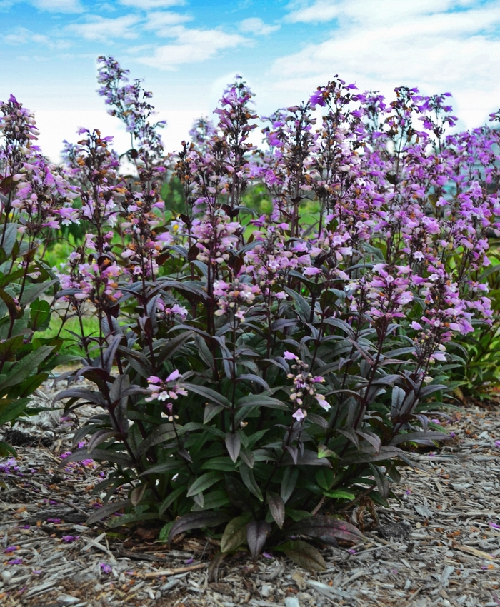  Blackbeard Beard Tongue - Penstemon digitalis from Green Barn Garden Center