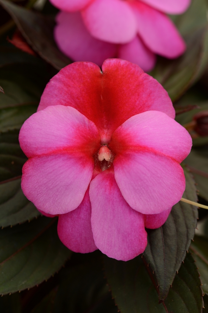 Clockwork™ Pink Star - Impatiens hawkeri from Green Barn Garden Center