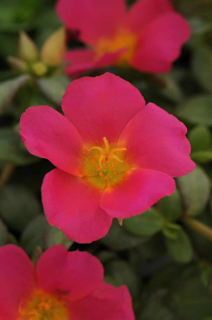 Rio Grande™ Magenta Portulaca - Portulaca oleracea 'Rio Grande Magenta' from Green Barn Garden Center