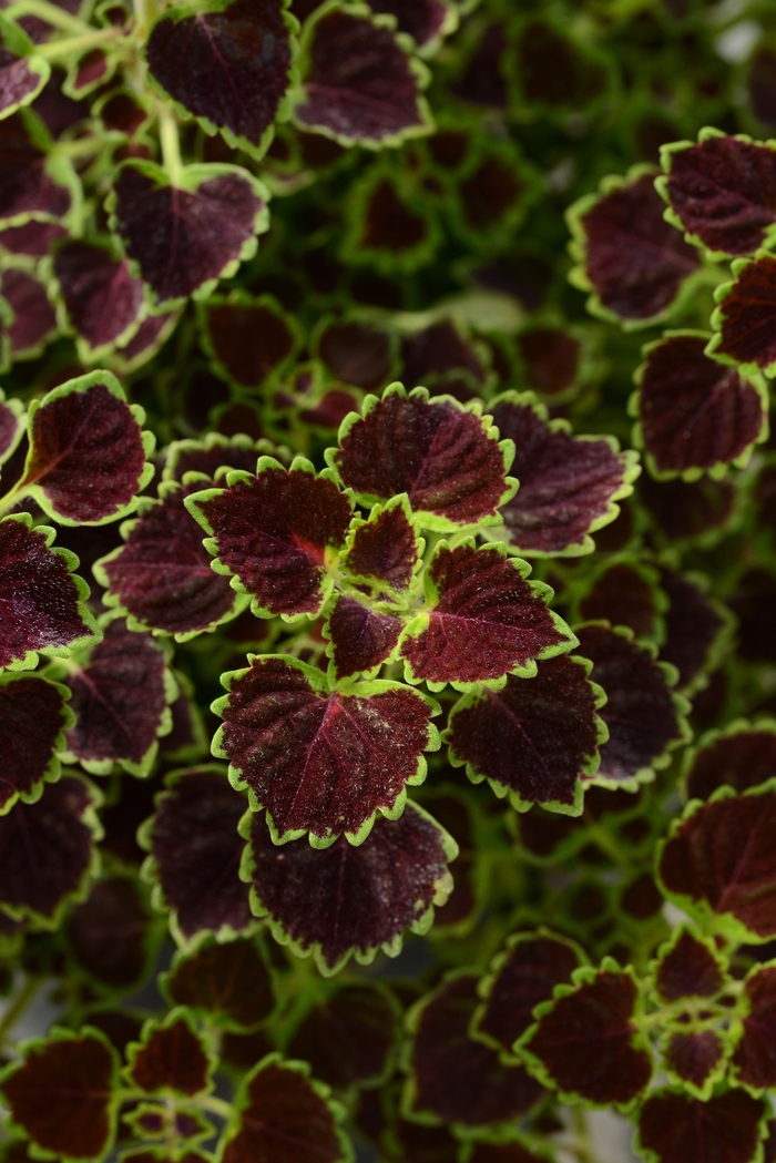 Coleus - Coleus 'Burgundy Wedding Train' from Green Barn Garden Center