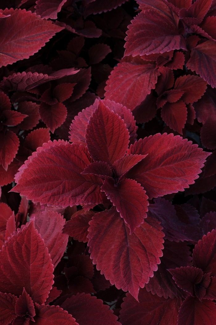  Redhead Coleus - Solenostemon scutellarioides from Green Barn Garden Center