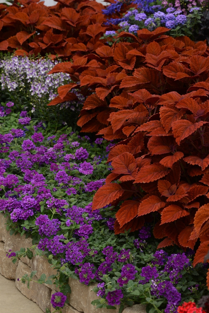  Inferno Coleus - Solenostemon scutellarioides 'Inferno' from Green Barn Garden Center