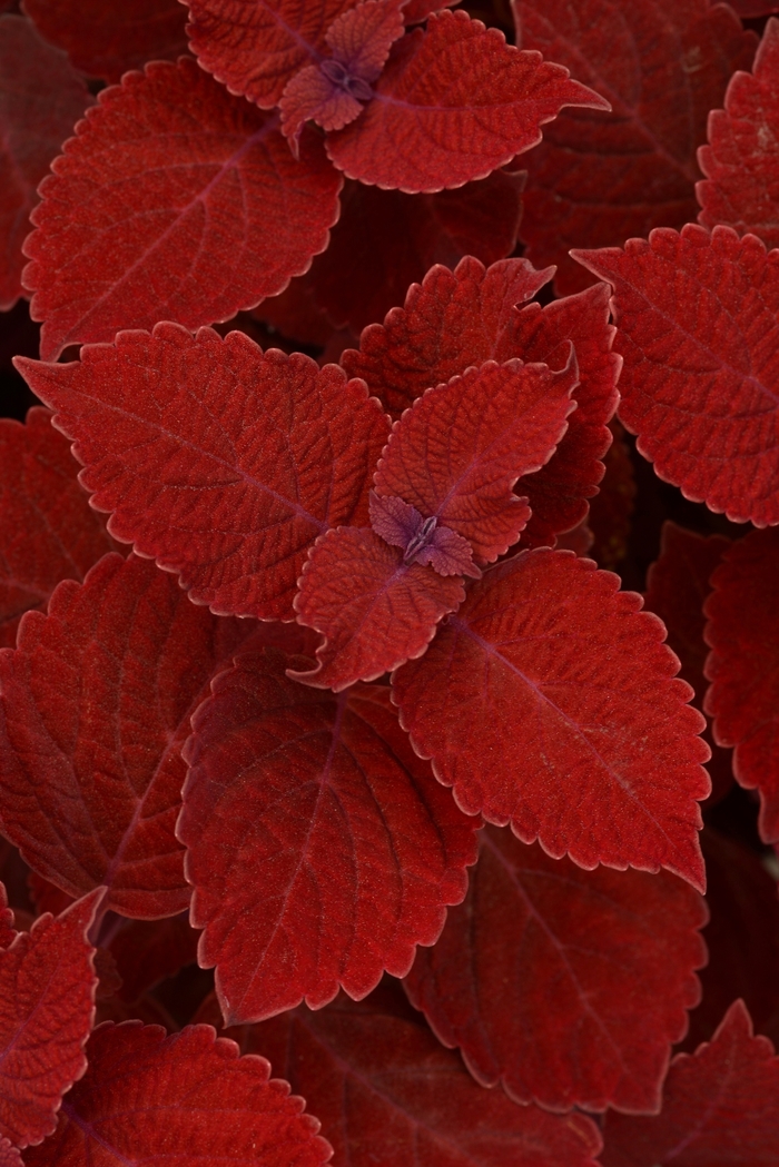  Ruby Slipper Coleus - Solenostemon scutellarioides 'Ruby Slipper' from Green Barn Garden Center