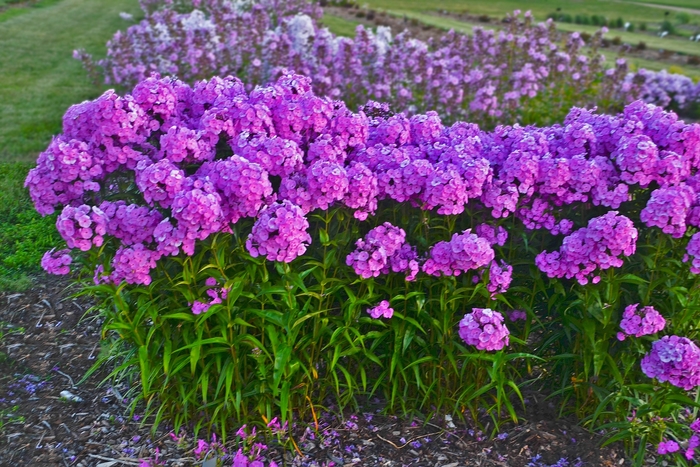 Fashionably Early Flamingo Garden Phlox - Phlox paniculata from Green Barn Garden Center