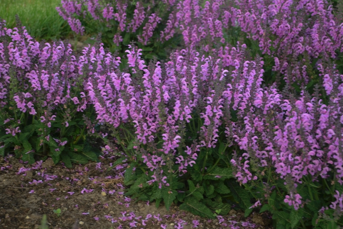 Fashionista™ Pretty In Pink Sage - Salvia pratensis from Green Barn Garden Center Fashionista™ Pretty In Pink Sage - Salvia pratensis from Green Barn Garden Center