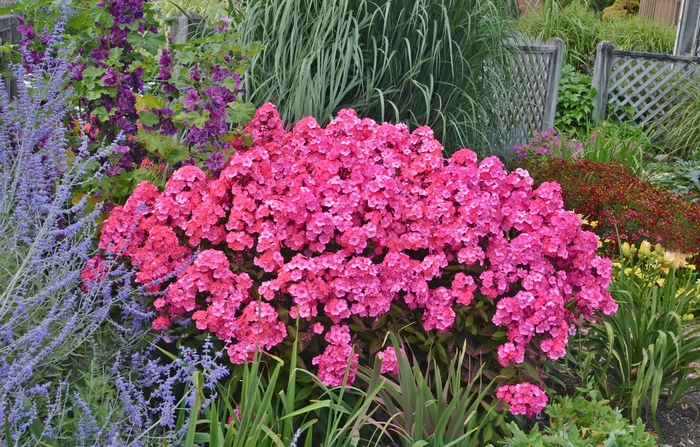 Garden Phlox - Phlox paniculata 'Glamour Girl' from Green Barn Garden Center