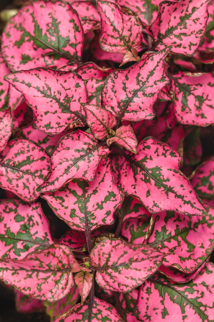 Hippo™ Polka Dot Plant - Hypoestes phyllostachya 'Rose' from Green Barn Garden Center