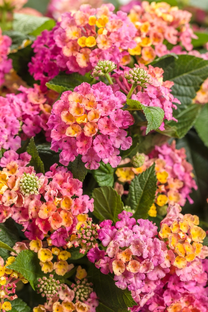 Luscious® Lantana - Lantana camara 'Royale Cosmo' from Green Barn Garden Center